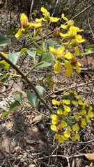 Heteropterys dumetorum