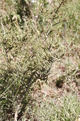 Aspalathus hispida hispida