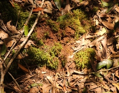 Pyrrhobryum spiniforme