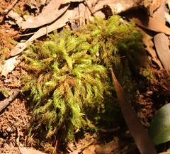 Pyrrhobryum spiniforme