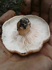 Tricholoma eucalypticum