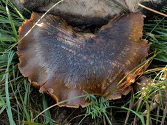 Paxillus cuprinus
