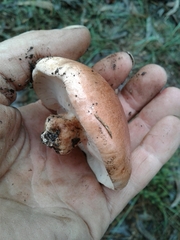 Tricholoma eucalypticum