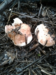 Tricholoma eucalypticum