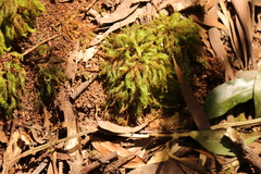 Pyrrhobryum spiniforme