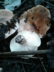 Tricholoma eucalypticum