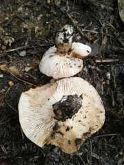 Tricholoma eucalypticum