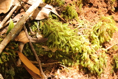 Pyrrhobryum spiniforme