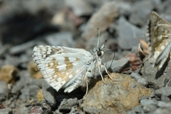 Pyrgus carthami