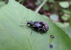 Liophloeus lentus