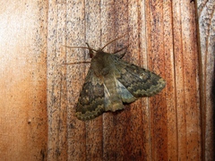 Dasypolia templi