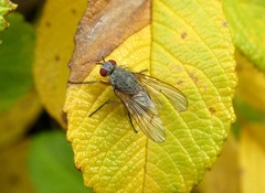 Helina impuncta