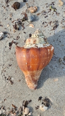 Volegalea cochlidium