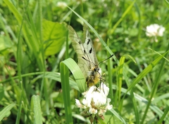 Parnassius mnemosyne