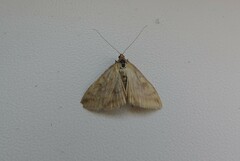 Sitochroa verticalis