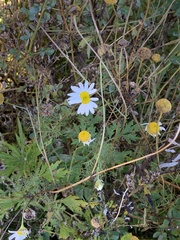 Anthemideae