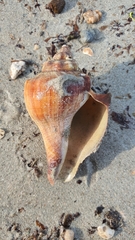 Volegalea cochlidium