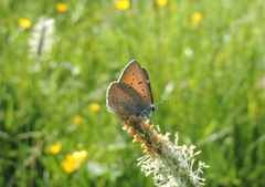 Lycaena alciphron