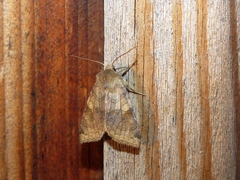 Vulpechola vulpecula