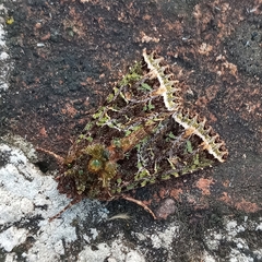 Heterochroma lineata