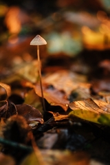 Mycena austrofilopes