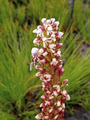 Disa obtusa hottentotica
