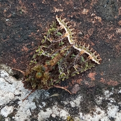 Heterochroma lineata