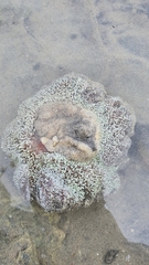 Stichodactyla haddoni