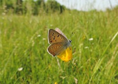 Lycaena alciphron