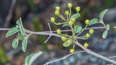 Heteropterys dumetorum