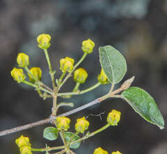 Heteropterys dumetorum