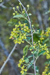 Heteropterys dumetorum