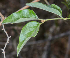 Heteropterys dumetorum