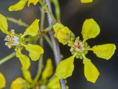 Heteropterys dumetorum