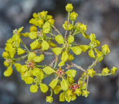 Heteropterys dumetorum