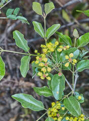 Heteropterys dumetorum