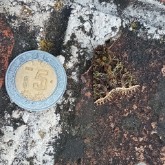 Heterochroma lineata