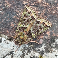 Heterochroma lineata