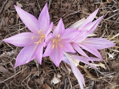 Colchicum feinbruniae