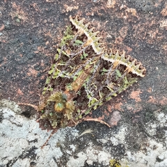 Heterochroma lineata