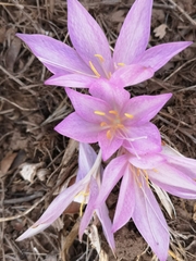 Colchicum feinbruniae