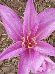 Colchicum feinbruniae