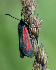 Zygaena minos