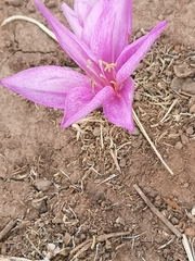 Colchicum feinbruniae