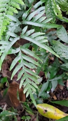 Pteris semipinnata