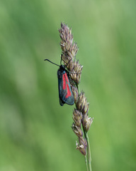 Zygaena minos