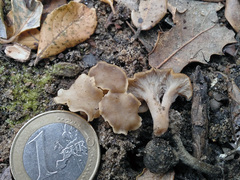Craterellus pusillus