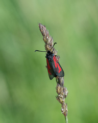 Zygaena minos