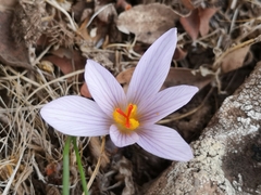 Crocus pallasii
