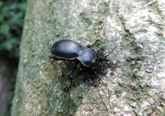Carabus glabratus